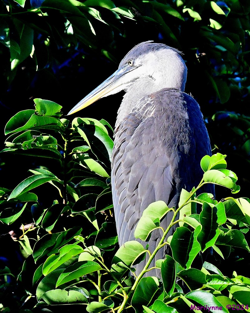 DSC_0189_001.JPG