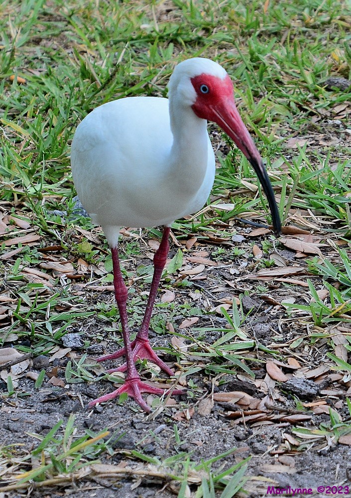DSC_0190_001.JPG