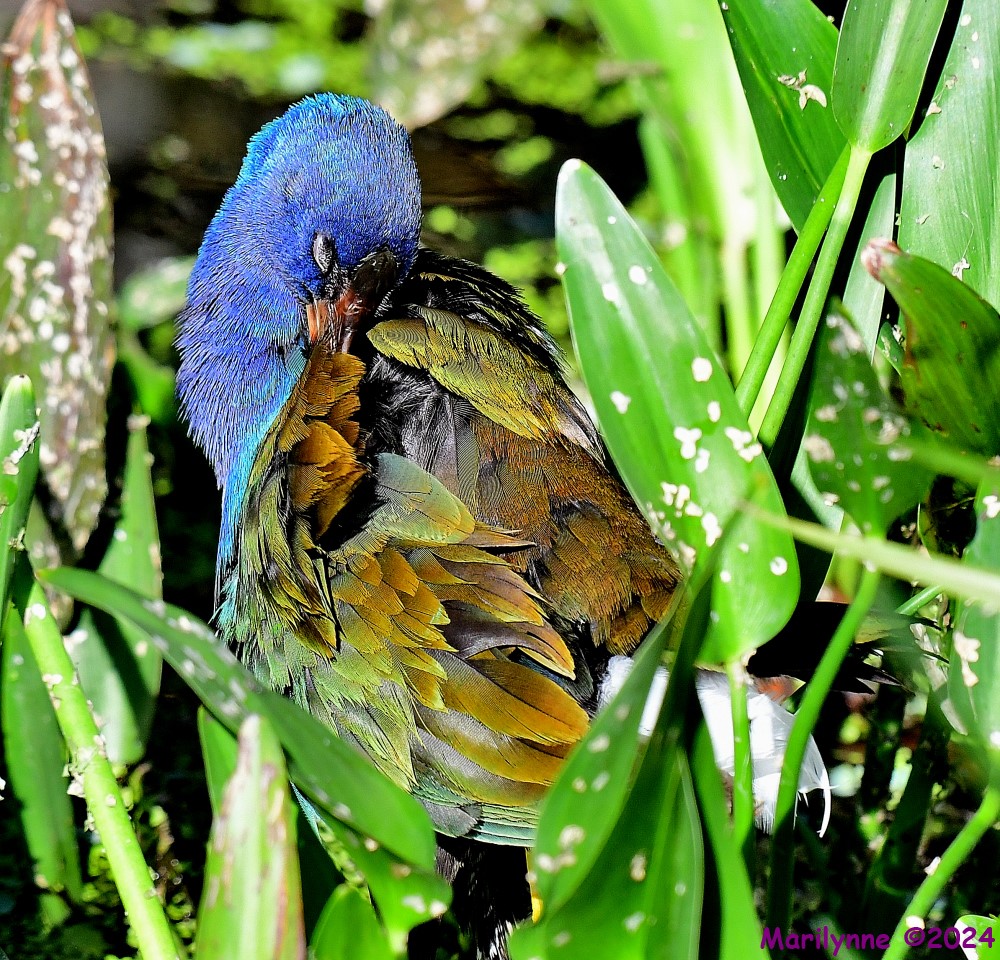DSC_0191_001.JPG