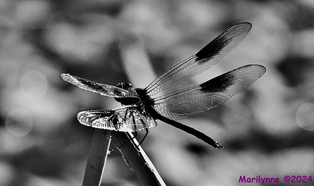 DSC_0191_001.JPG
