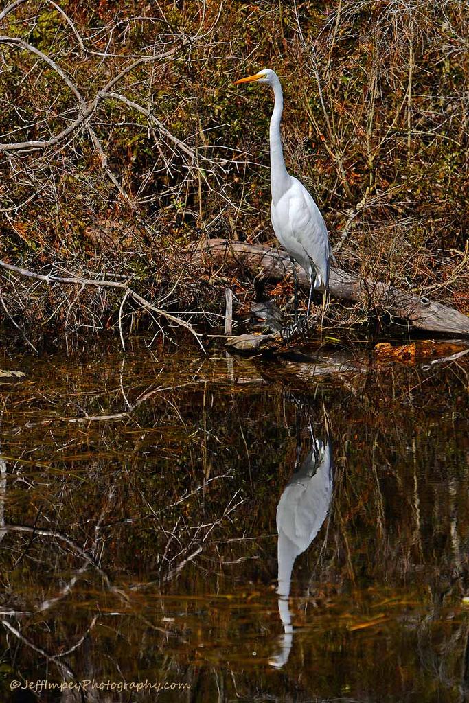 DSC_0194.jpg