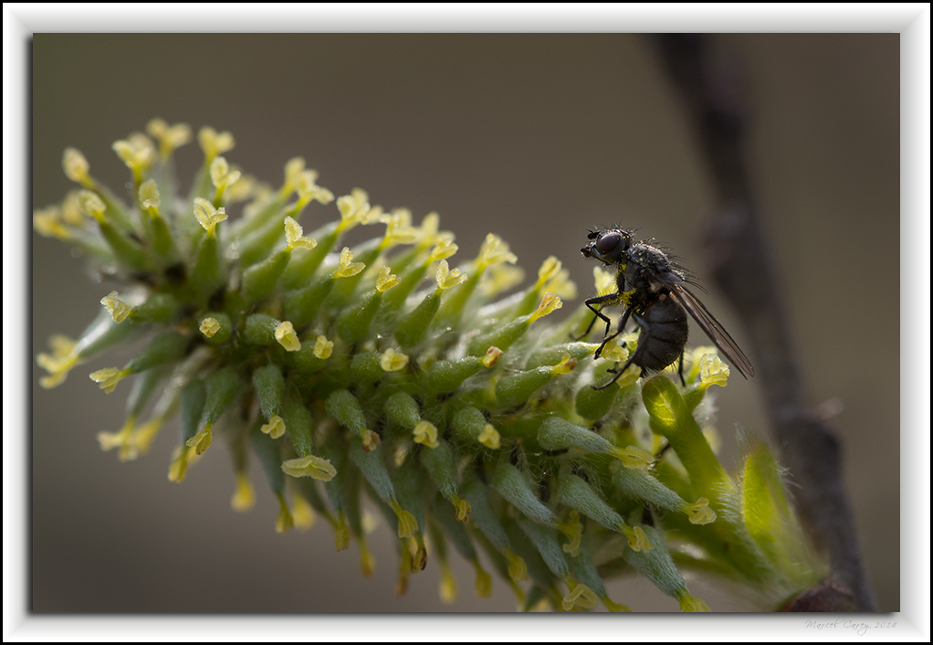 DSC_0194-Modifier.jpg