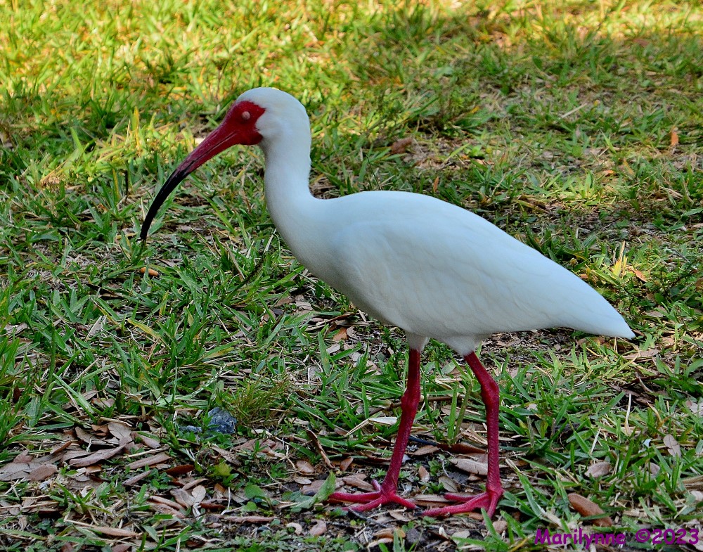 DSC_0194_001.JPG