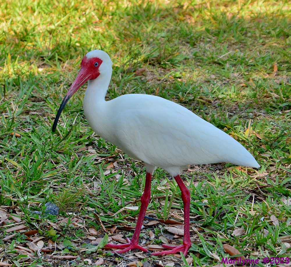 DSC_0195_001.JPG