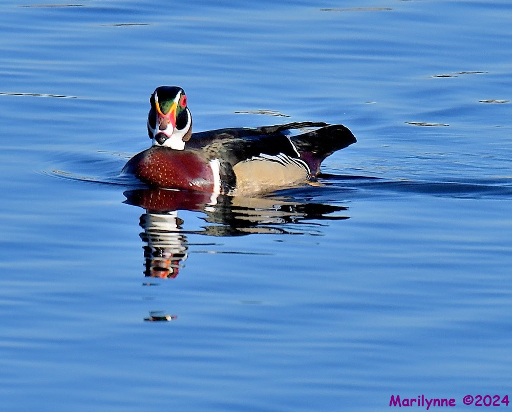 DSC_0195_001.JPG