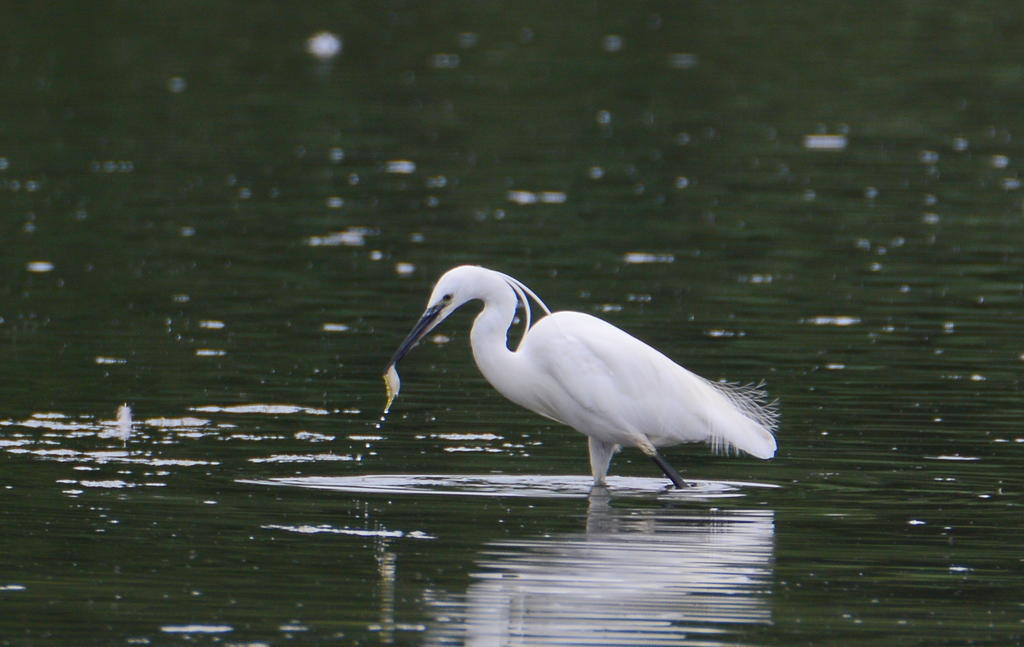 DSC_0196.jpg