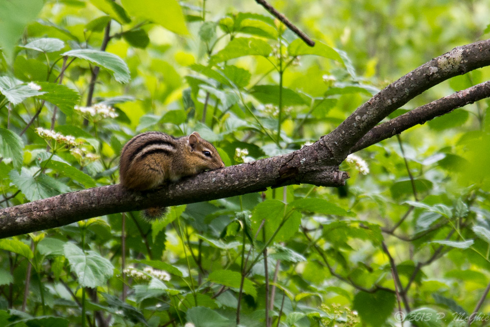 DSC_0196.jpg