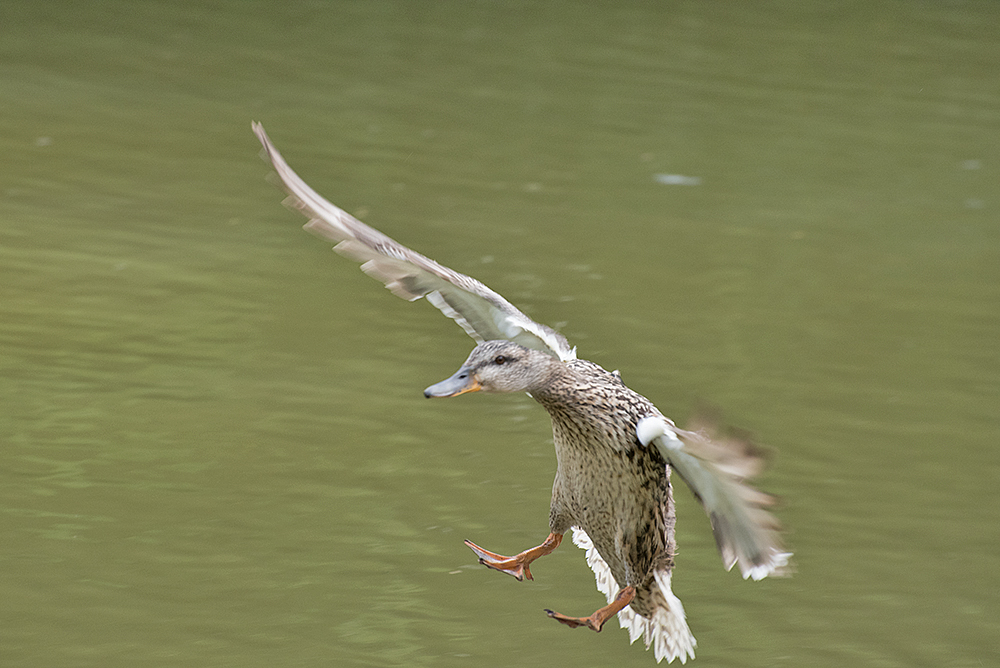 DSC_0197.jpg