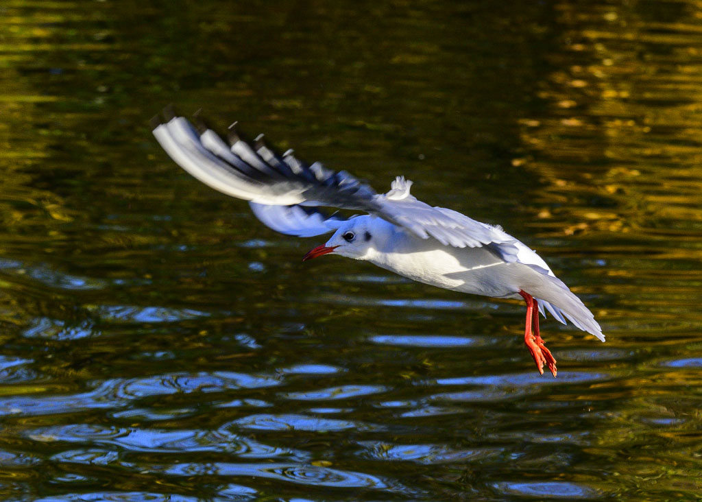 DSC_0197.jpg