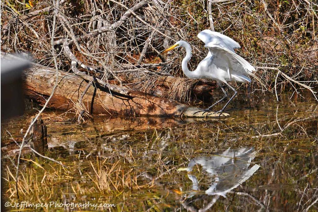 DSC_0197.jpg