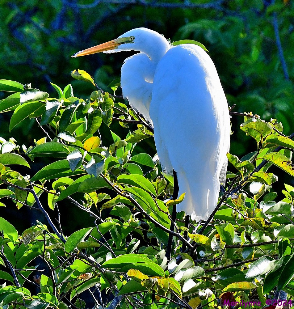 DSC_0198_001.JPG