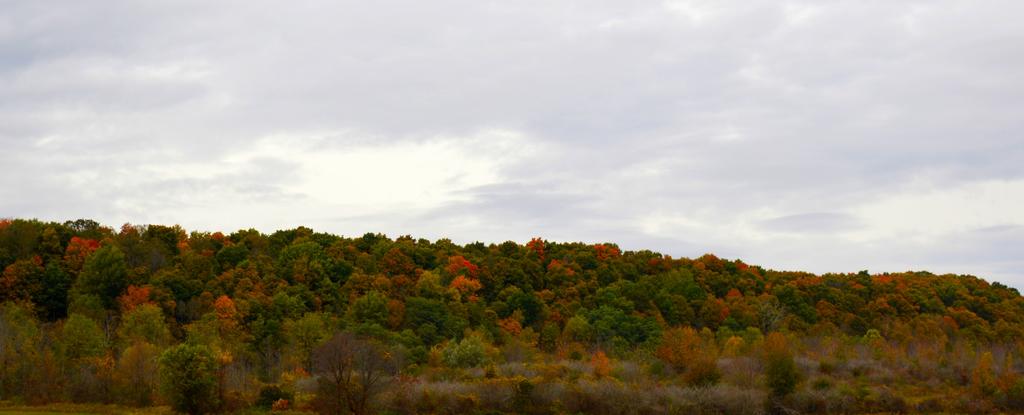 DSC_0199.jpg