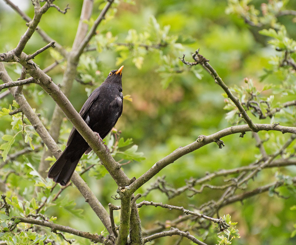 DSC_0203.jpg