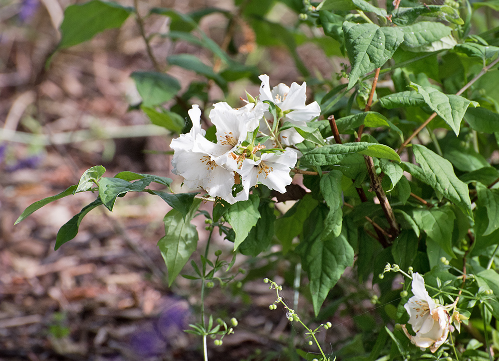 DSC_0204.jpg