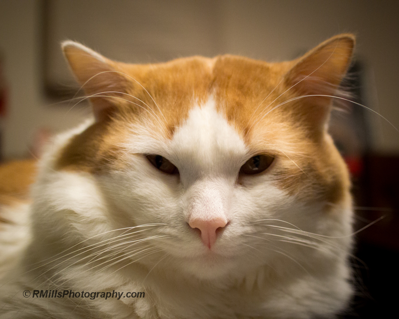 DSC_0204_9585.jpg