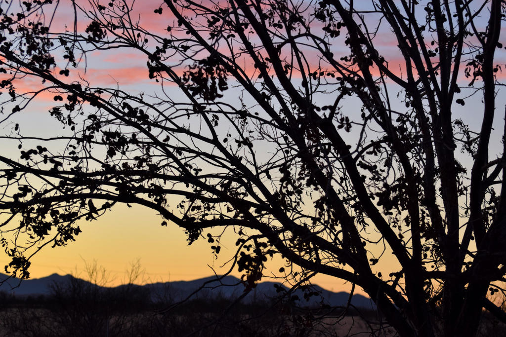 DSC_0205-20200217_119.jpg