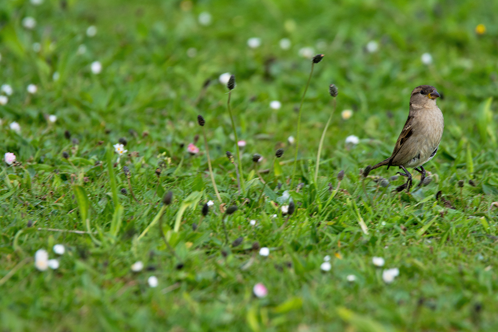 DSC_0206.jpg
