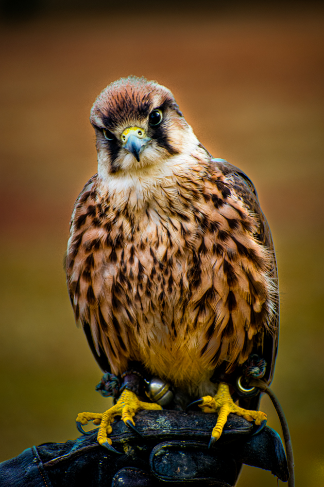 DSC_0207-2.jpg