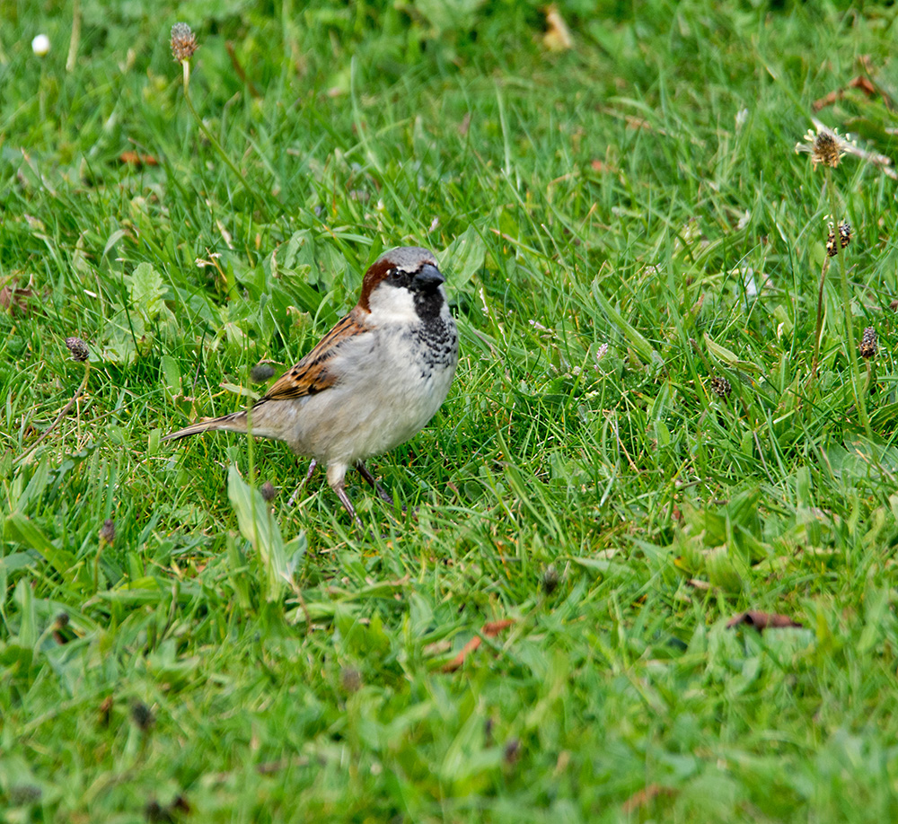 DSC_0208.jpg