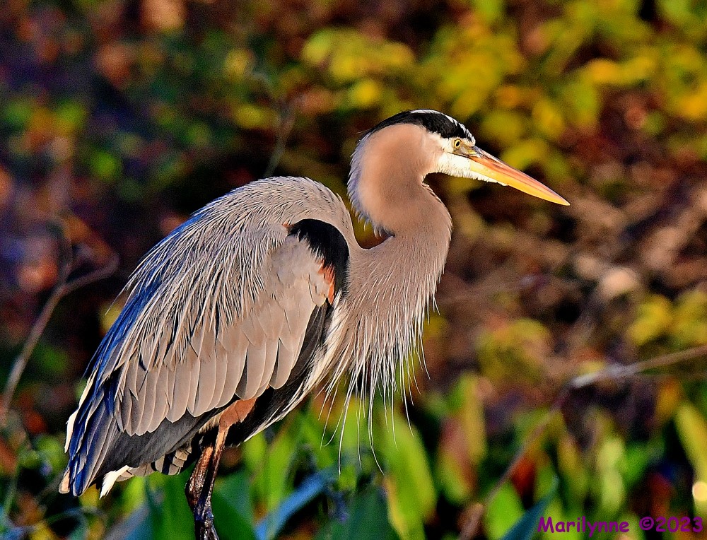 DSC_0208_001.JPG