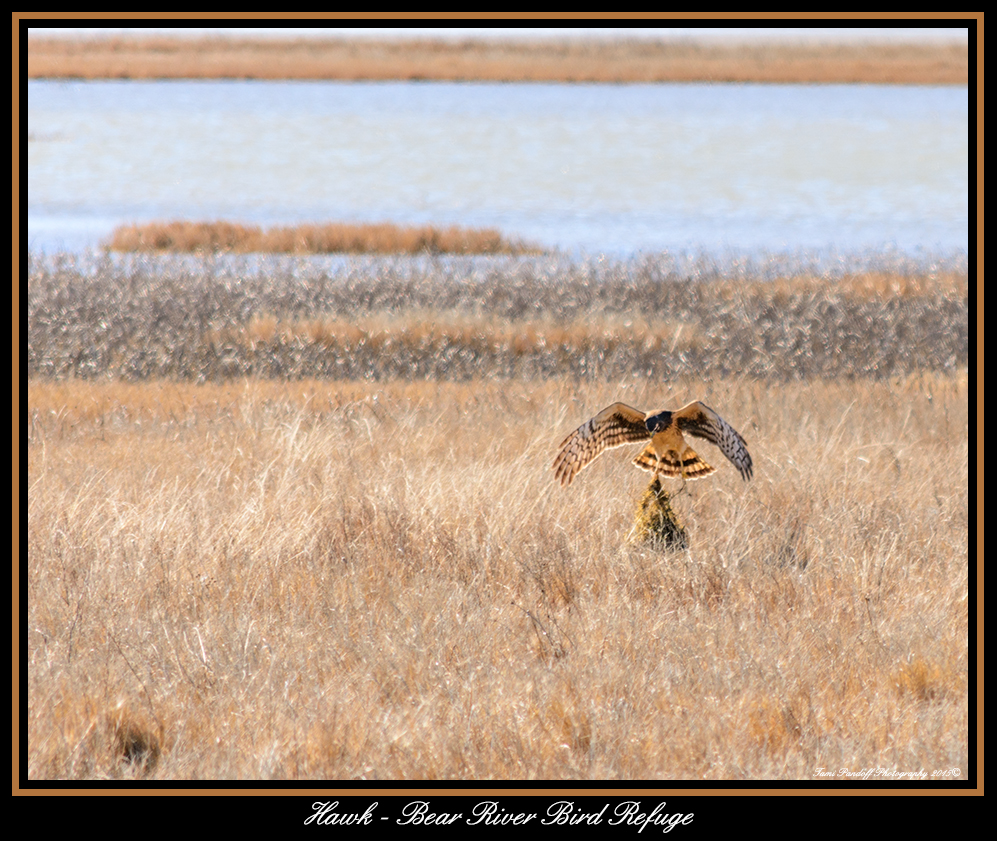 DSC_0209- Hawk Web Image.jpg