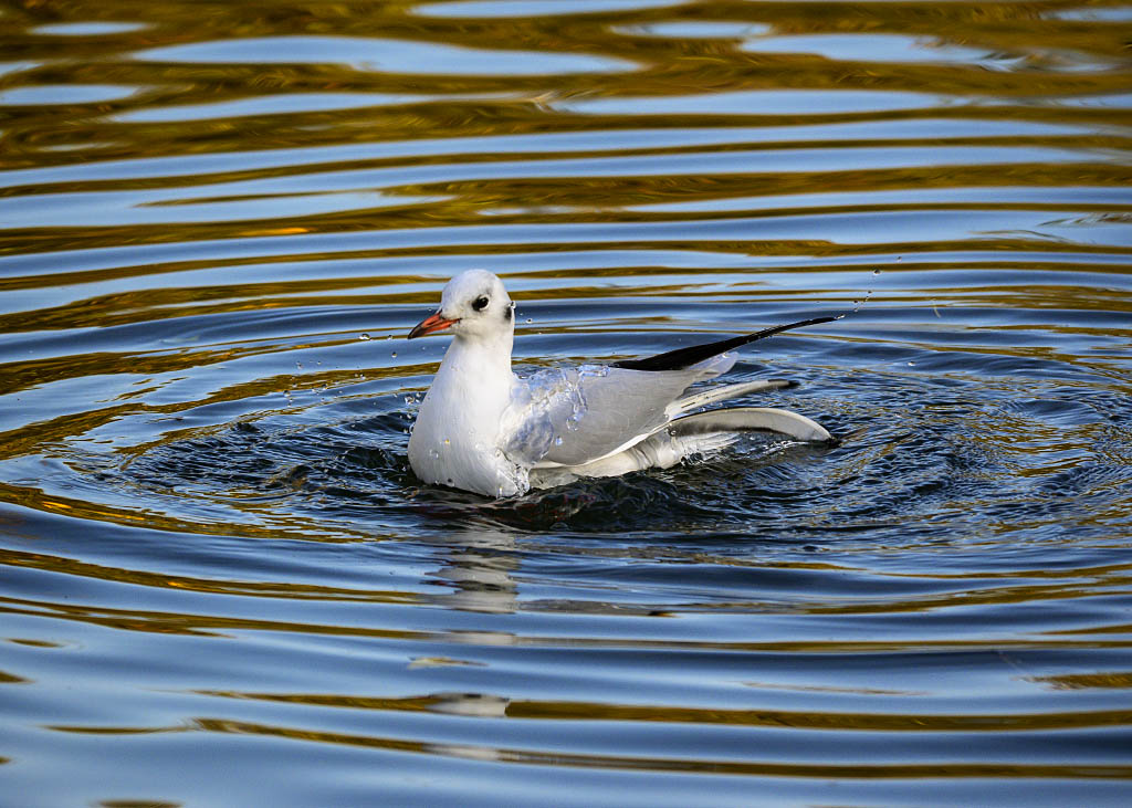DSC_0210.jpg