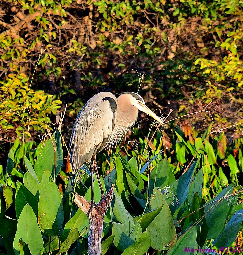 DSC_0212_001.JPG