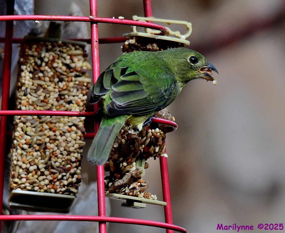DSC_0213_001.JPG