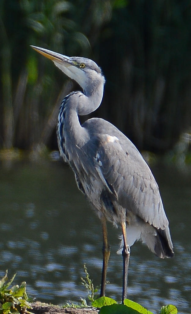 DSC_0214.jpg