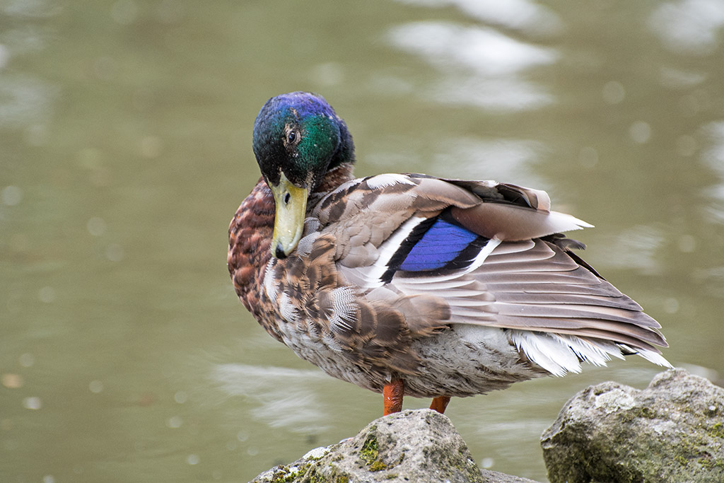 DSC_0219.jpg