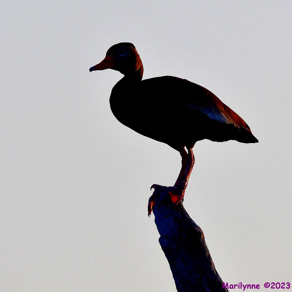 DSC_0220_001.JPG