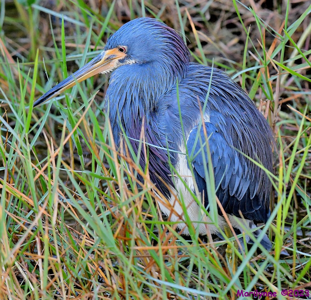 DSC_0221_001.JPG