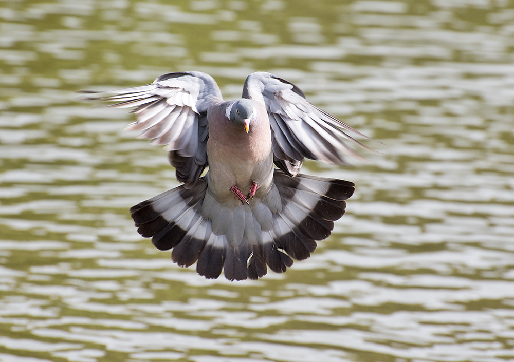 DSC_0223.jpg