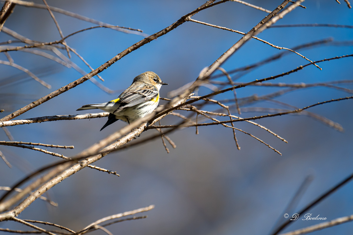 DSC_0223.jpg