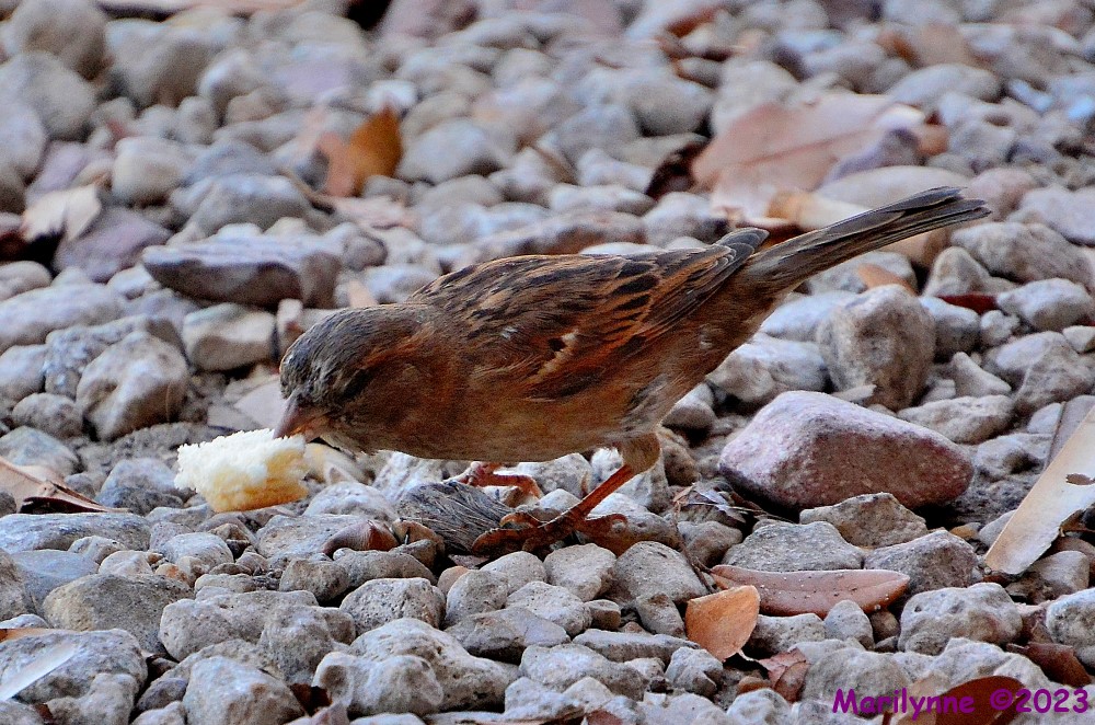 DSC_0225_001.JPG