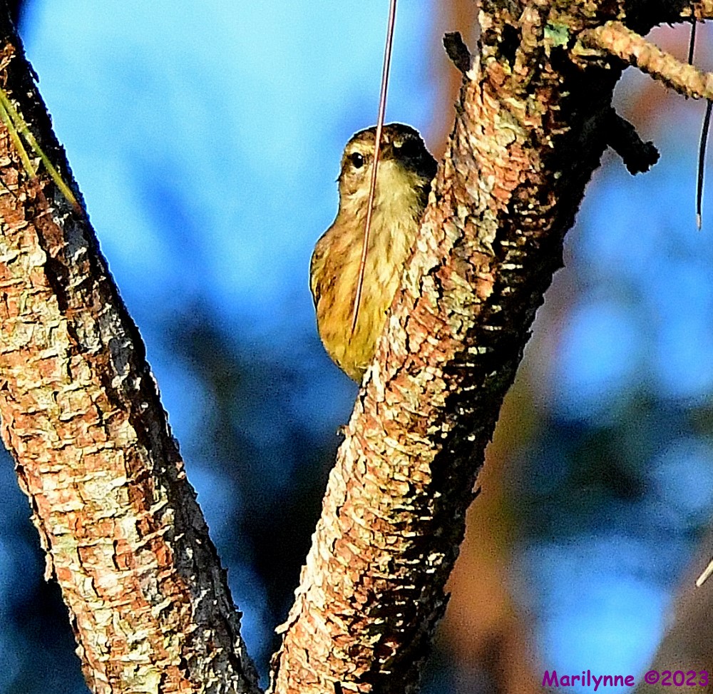 DSC_0225_001.JPG