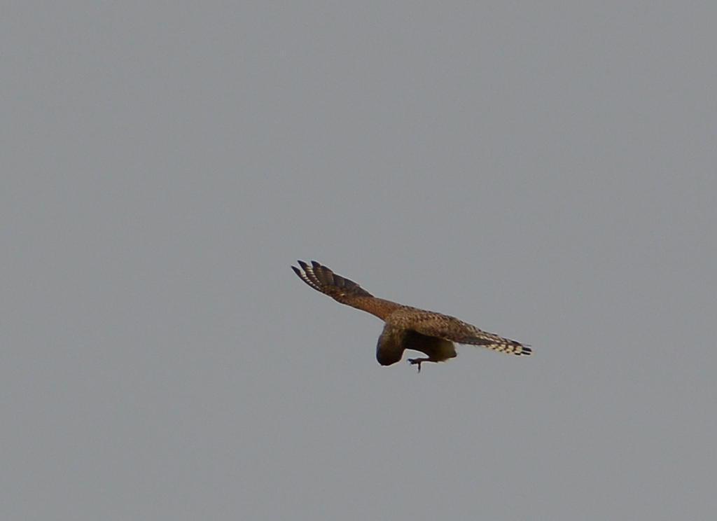 DSC_0226.jpg