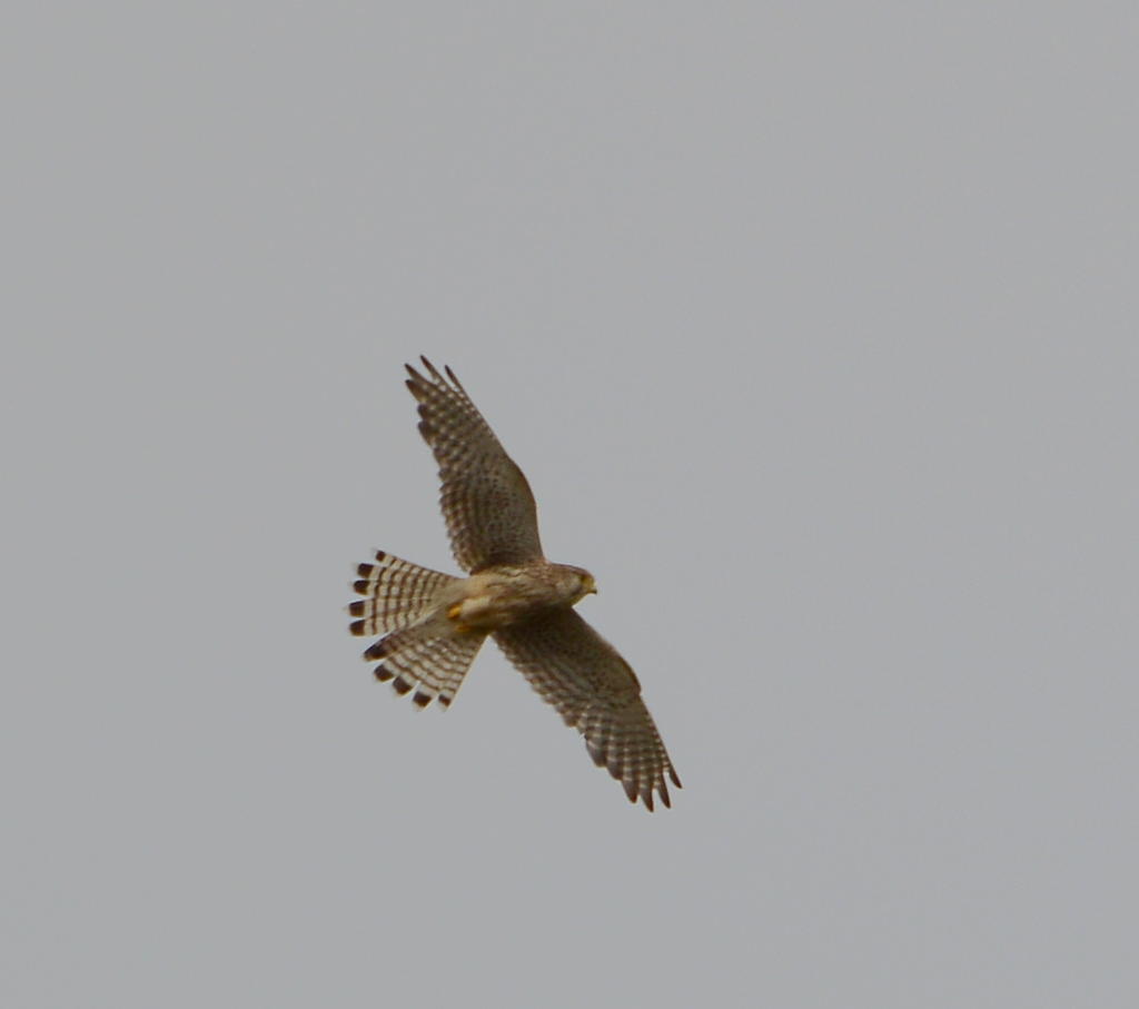 DSC_0227.jpg