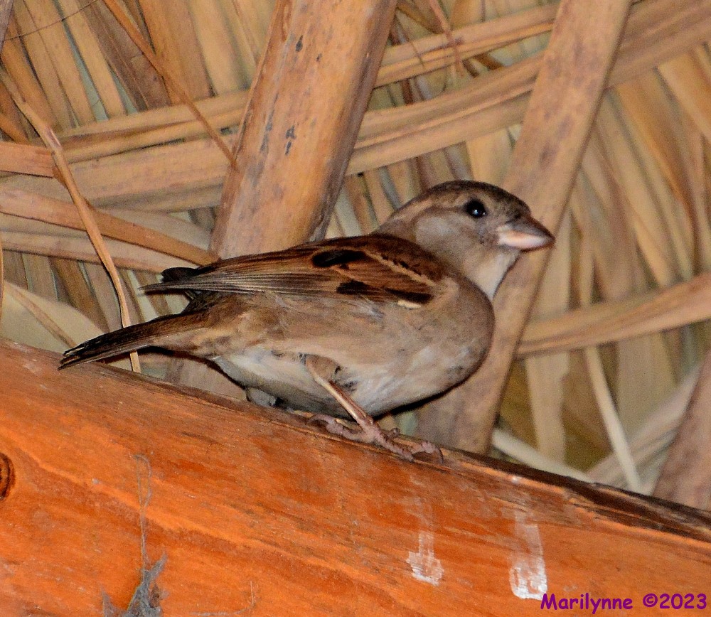 DSC_0229_001.JPG
