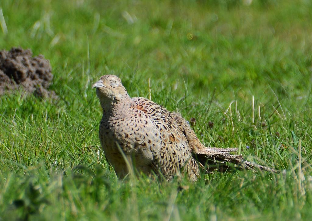 DSC_0232.jpg