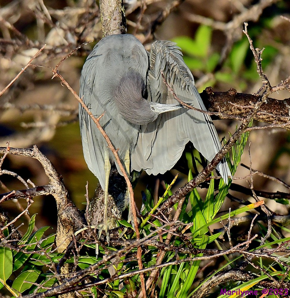 DSC_0232_001.JPG