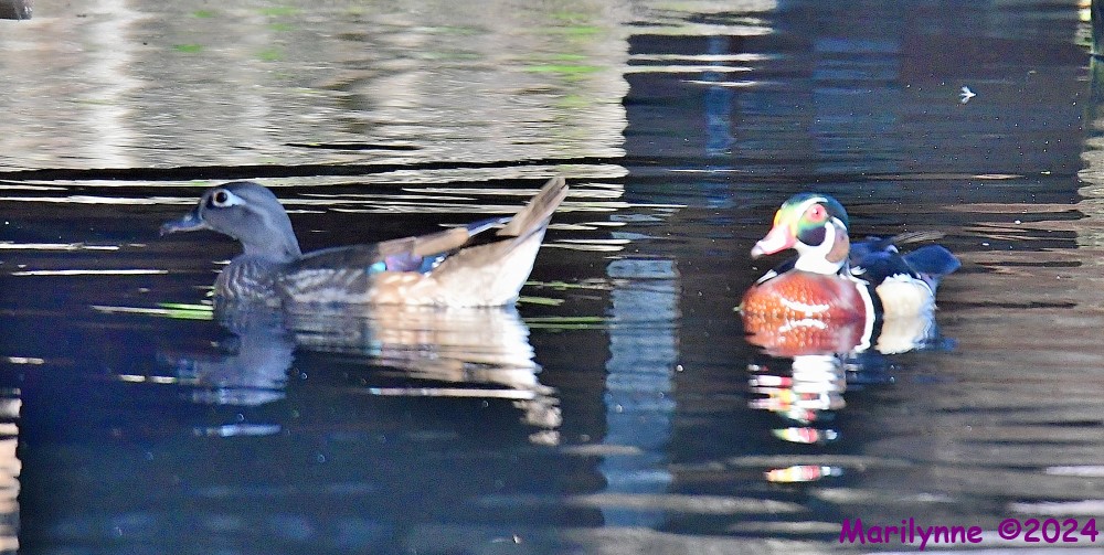 DSC_0232_001.JPG