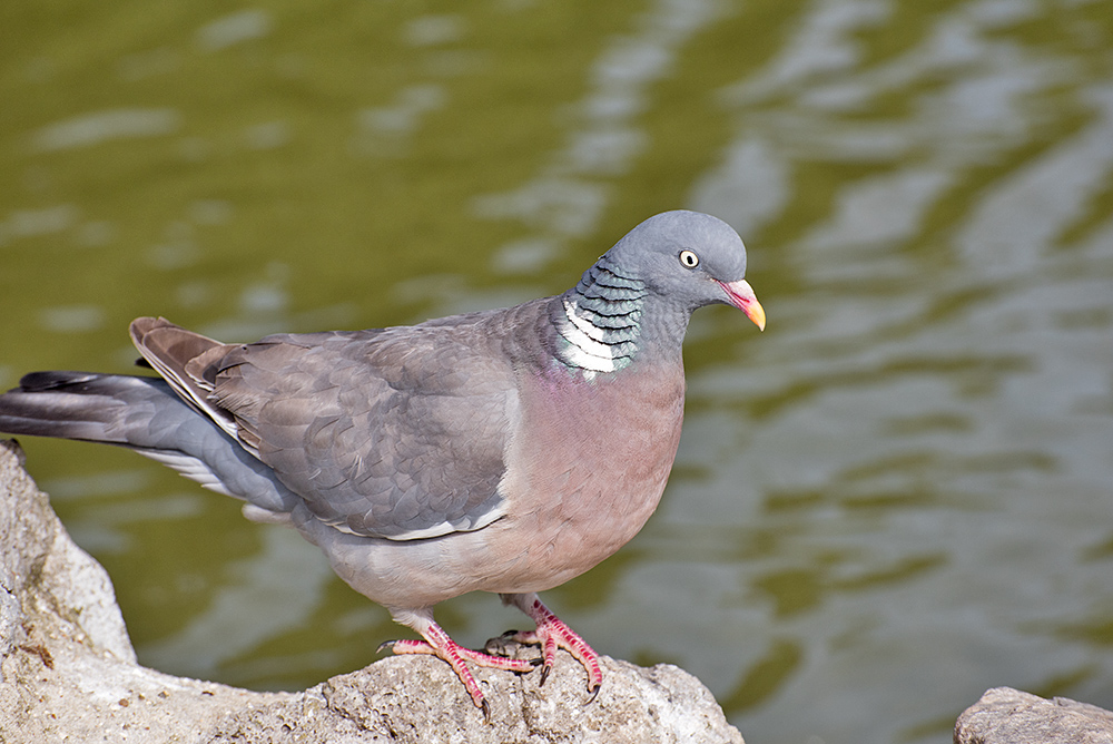 DSC_0234.jpg
