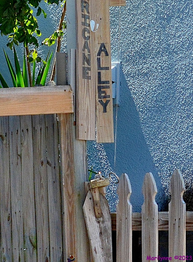 DSC_0239_001.JPG