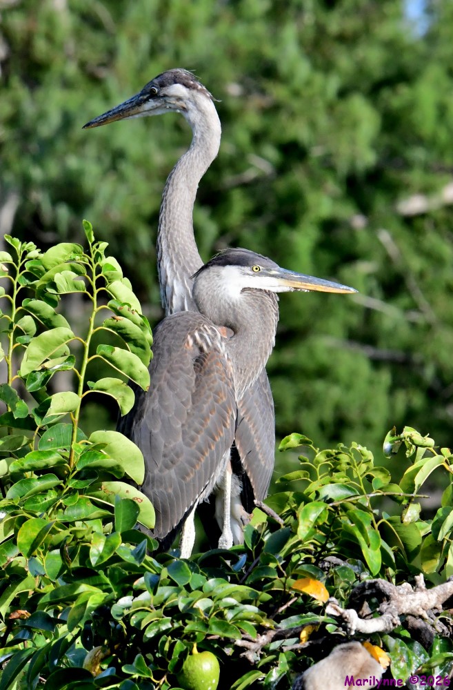 DSC_0240_001.JPG