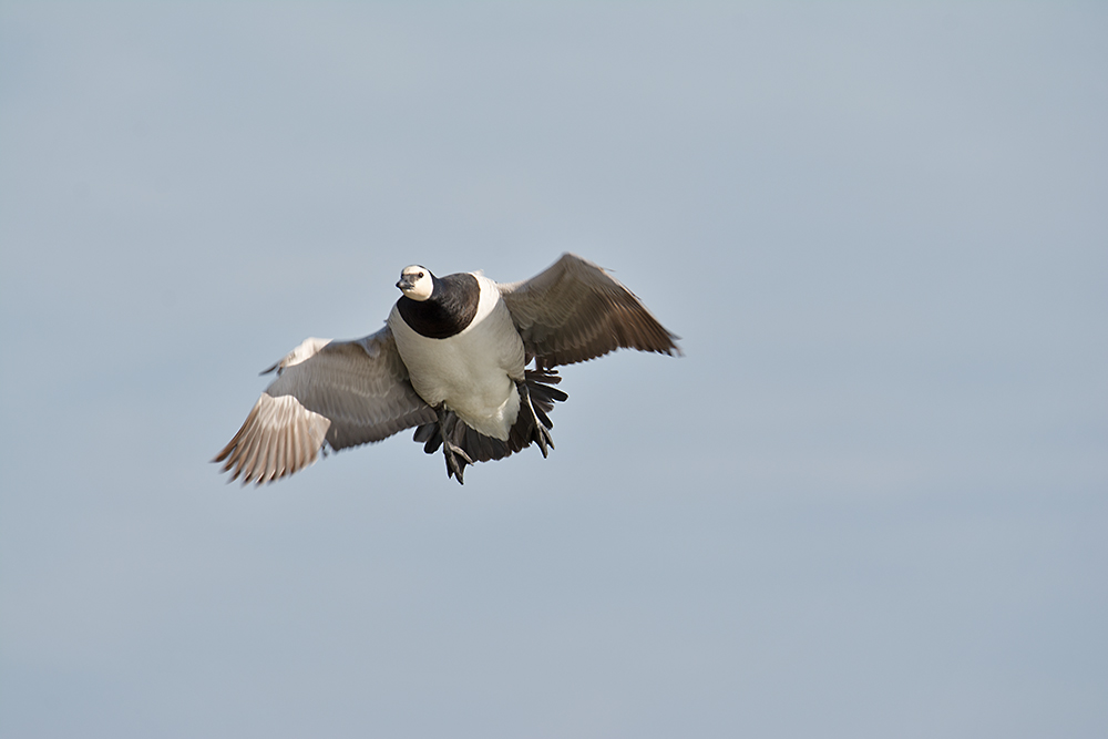 DSC_0242.jpg