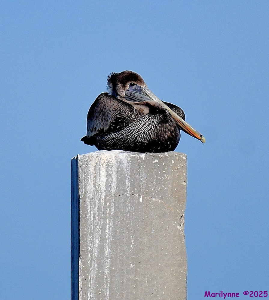 DSC_0242_001.JPG