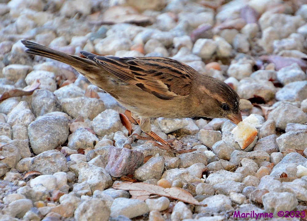 DSC_0243_001.JPG