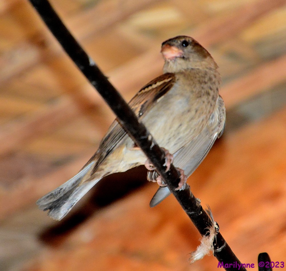 DSC_0245_001.JPG
