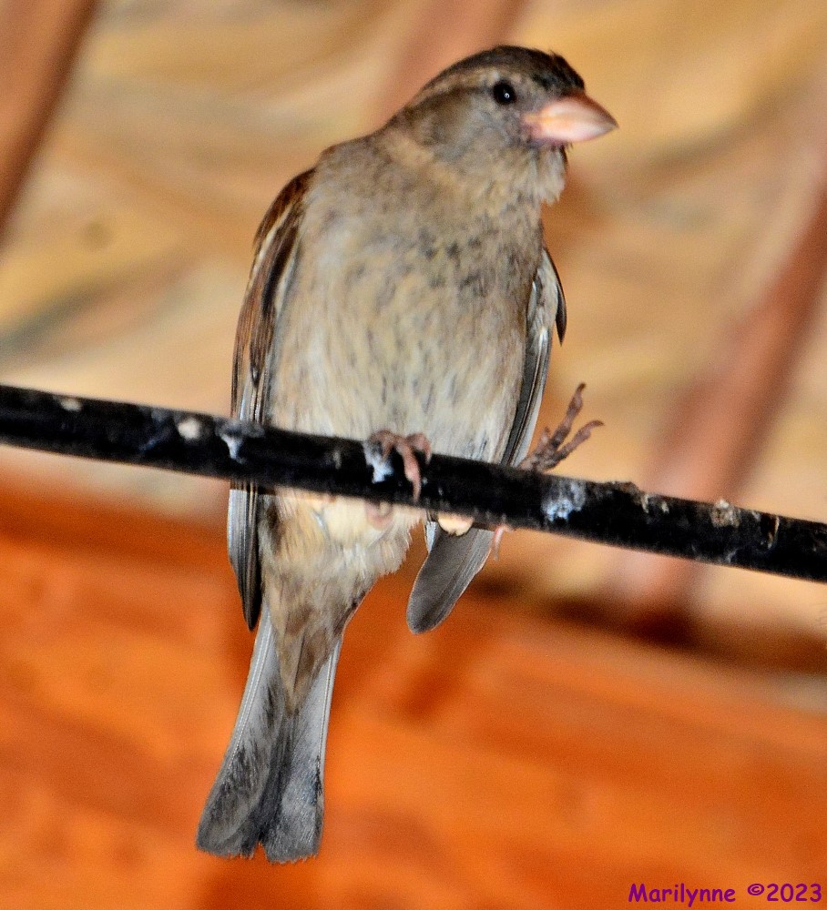 DSC_0246_001.JPG